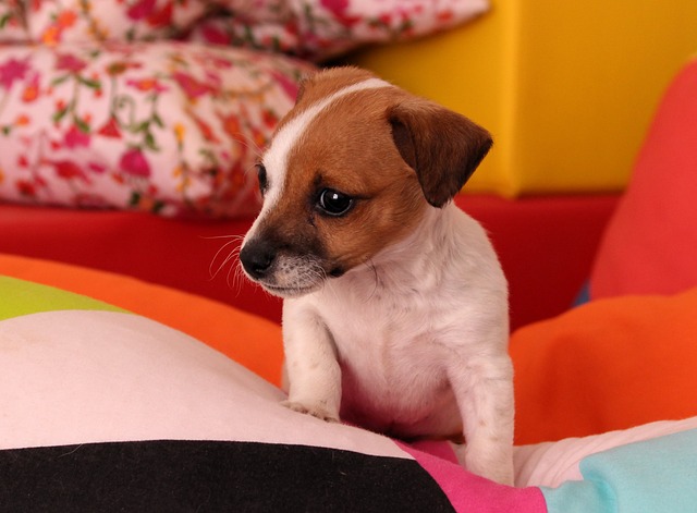 štěně jack russell