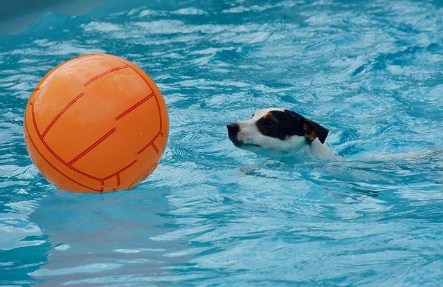 pes v bazénu s míčem